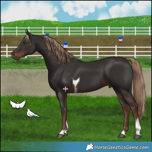 Horse Color:Liver Chestnut Tobiano 
