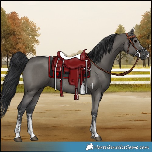 Horse Color:Grullo Sabino Rabicano 