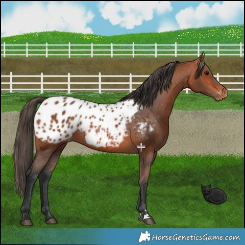 Horse Color:Bay Appaloosa 