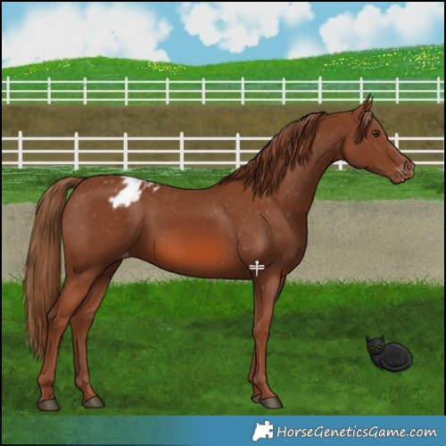 Horse Color:Chestnut Appaloosa 