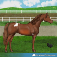 Horse Color:Chestnut Appaloosa