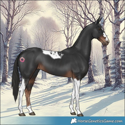 Horse Color:Liver Chestnut Tobiano 