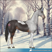 Horse Color:Liver Chestnut Tobiano 