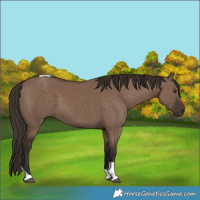 Horse Color:Liver Red Dun Tobiano 