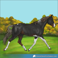 Horse Color:Liver Chestnut Tobiano Rabicano 