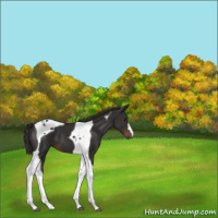 Horse Color:Liver Chestnut Tobiano 