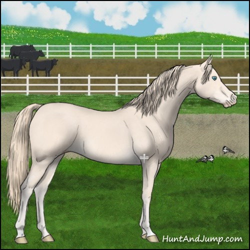Horse Color:Perlino 