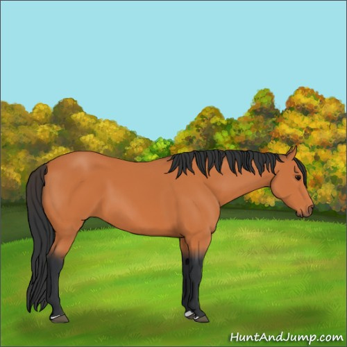 Horse Color:Bay 