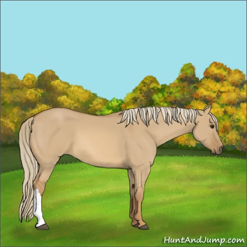 Horse Color:Red Dun 
