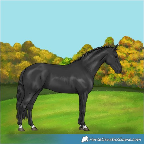 Horse Color:Black 