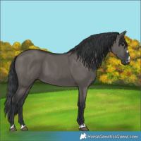 Horse Color:Grullo