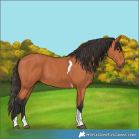 Horse Color:Bay Tobiano 