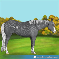 Horse Color:Silver Black Chinchilla