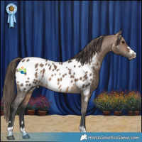 Horse Color:Brown Dun Appaloosa 