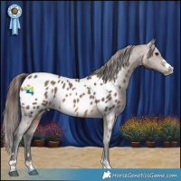 Horse Color:Brown Dun Appaloosa 
