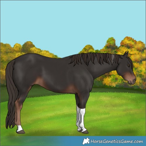 Horse Color:Liver Chestnut Tobiano 