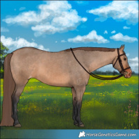 Horse Color:Bay Dun Appaloosa 