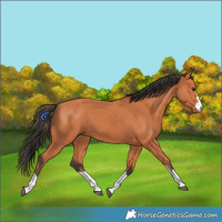 Horse Color:Bay 