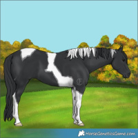 Horse Color:Black Tobiano
