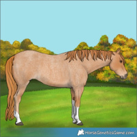 Horse Color:Red Roan Tobiano 