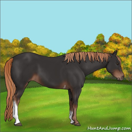 Horse Color:Liver Chestnut Tobiano