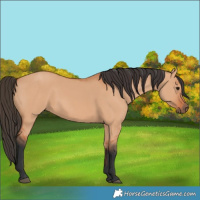 Horse Color:Bay Dun