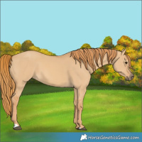 Horse Color:Red Dun