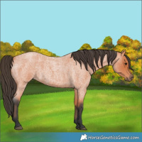 Horse Color:Bay Roan 