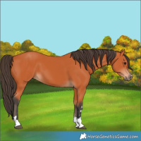 Horse Color:Bay 