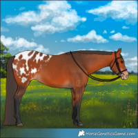 Horse Color:Bay Appaloosa 