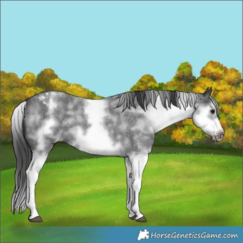 Horse Color:White Spotted Blue Roan Splash Frame Appaloosa 