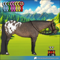 Horse Color:Brown Dun Appaloosa 
