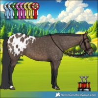 Horse Color:Brown Dun Appaloosa 