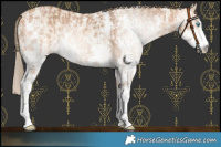 Horse Color:Perlino Sabino and Gray Perlino Sabino