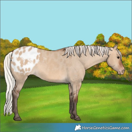 Horse Color:Silver Brown Dun Appaloosa 