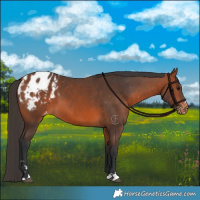 Horse Color:Bay Appaloosa 