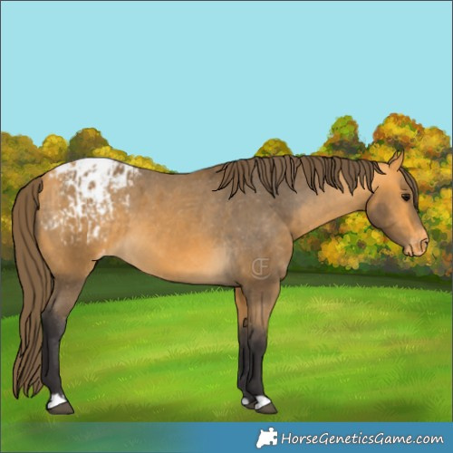 Horse Color:Buckskin Appaloosa  and Buckskin Appaloosa 