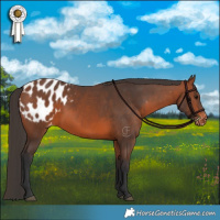 Horse Color:Bay Appaloosa