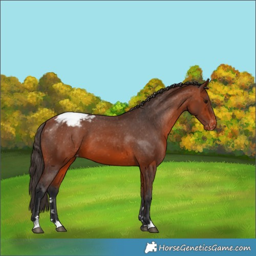 Horse Color:Bay Appaloosa 