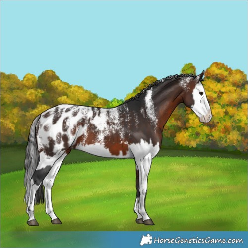 Horse Color:Powder White Brown Appaloosa  and Powder White Brown Splash Appaloosa 