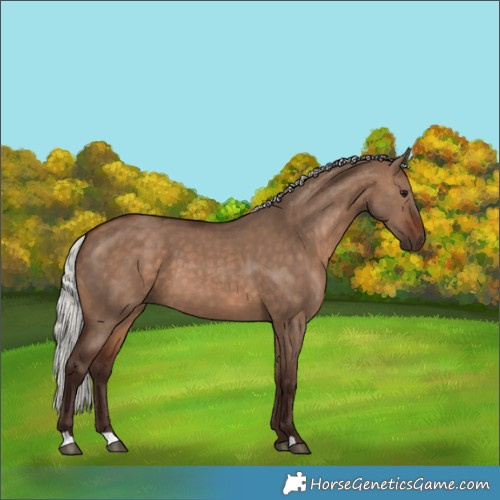 Horse Color:Silver Brown Dun 