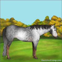 Horse Color:Gray Liver Chestnut  and Gray Liver Chestnut