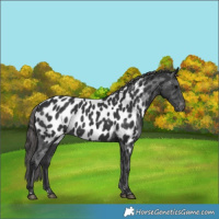 Horse Color:Black Appaloosa 