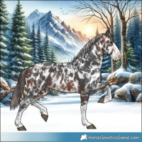 Horse Color:Bay Sabino Splash Appaloosa  and Bay Sabino Splash Appaloosa Rabicano 