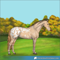 Horse Color:Red Dun Appaloosa 