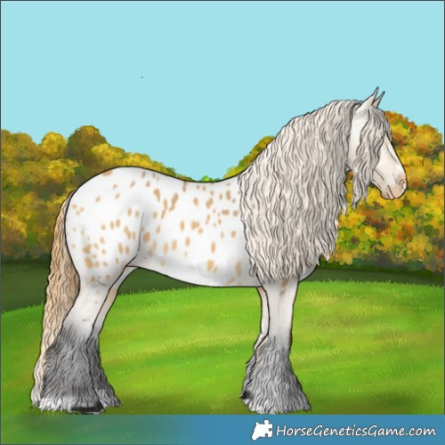 Horse Color:Buckskin Dun Appaloosa 