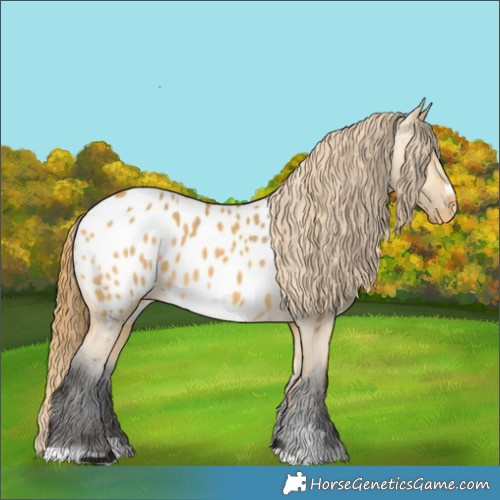 Horse Color:Buckskin Dun Appaloosa 