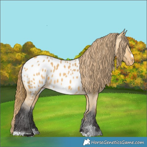 Horse Color:Buckskin Dun Appaloosa