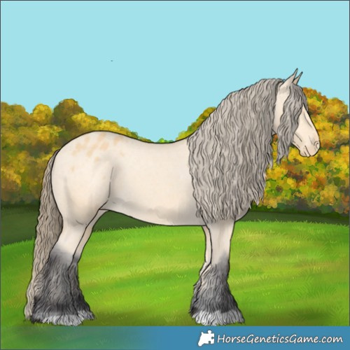 Horse Color:Buckskin Appaloosa 