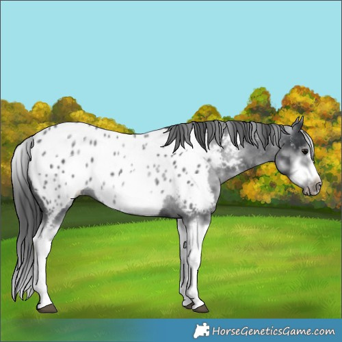 Horse Color:White Spotted Blue Roan Splash Frame Appaloosa 
